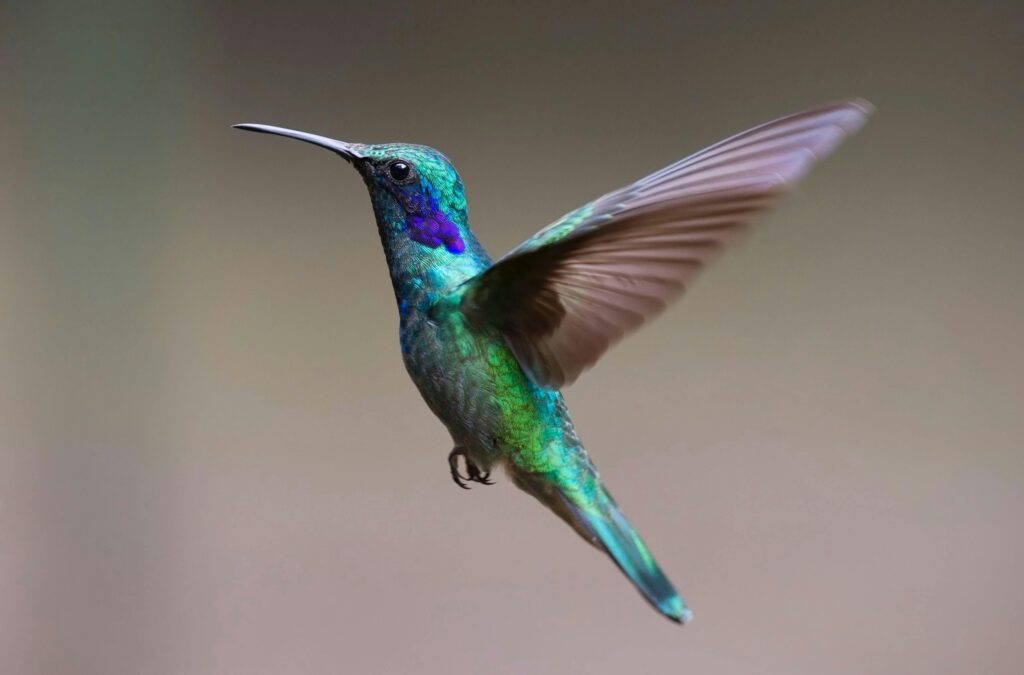 hummingbird-bird-birds-349758-349758.jpg