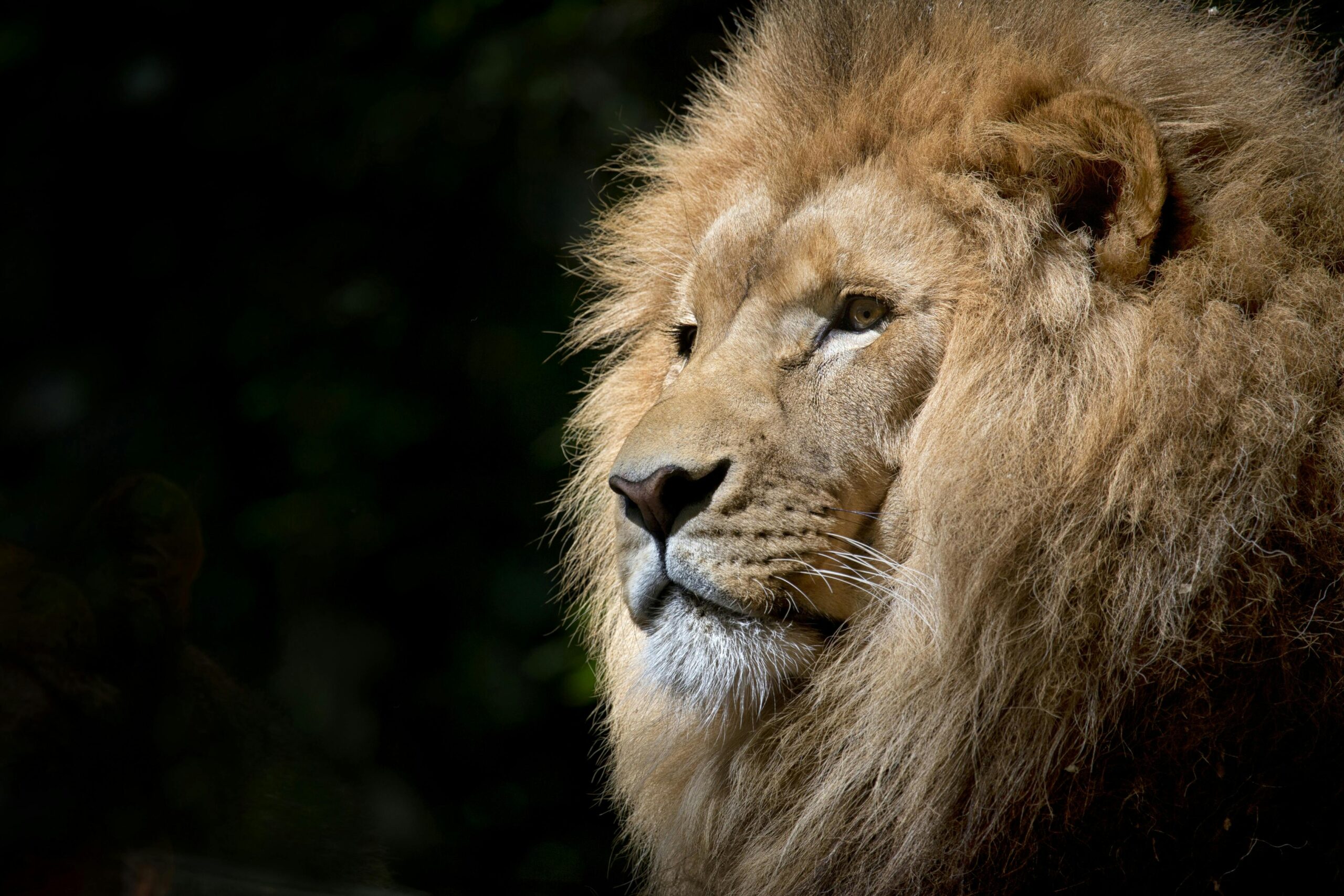 lion-wild-africa-african-33045.jpg